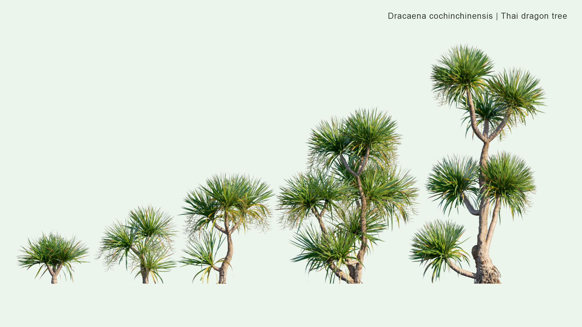 2D Dracaena Cochinchinensis - Thai Dragon Tree