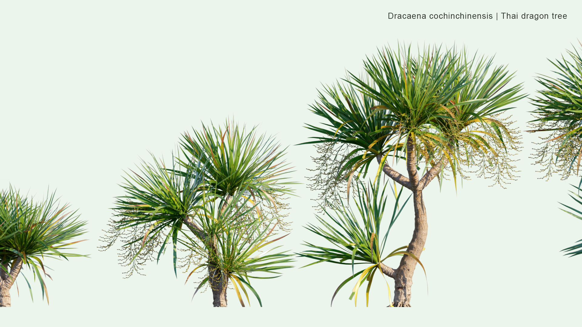 2D Dracaena Cochinchinensis - Thai Dragon Tree