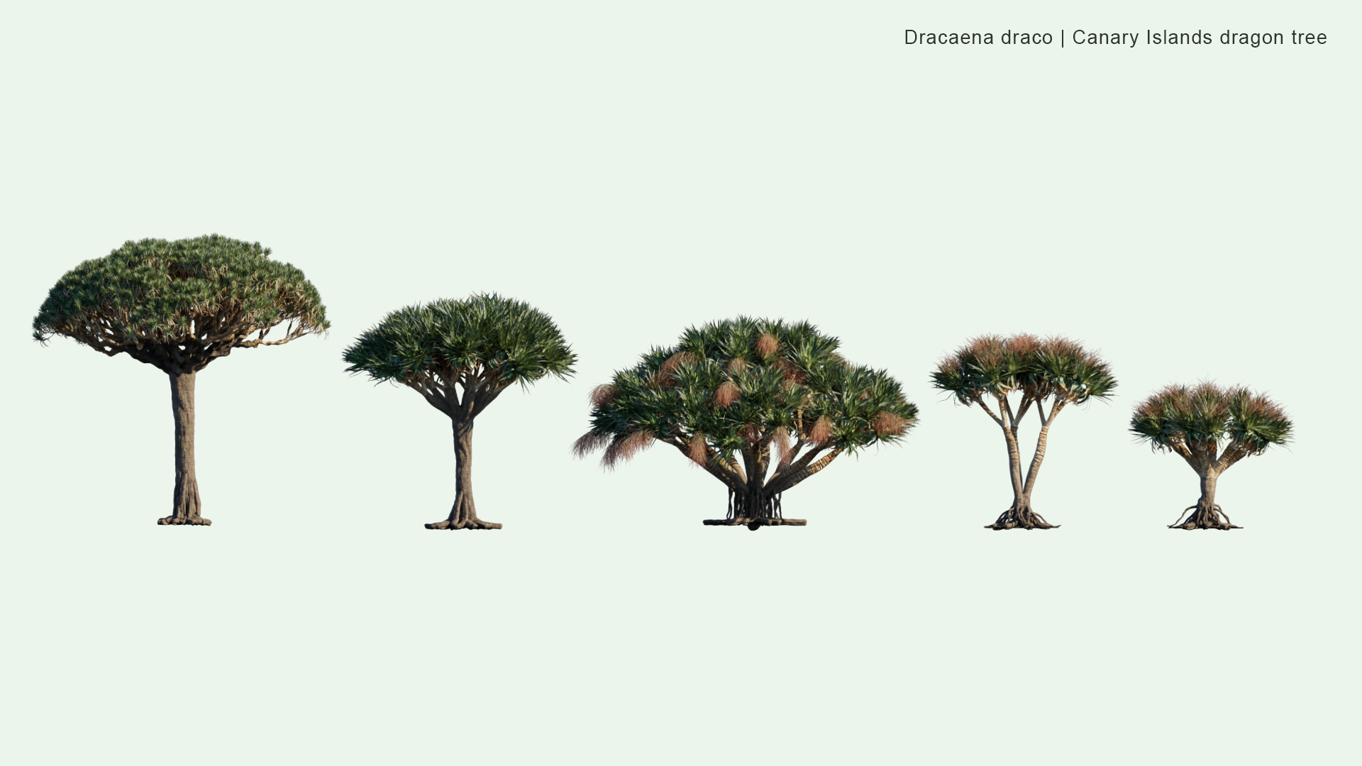 2D Dracaena Draco - Canary Islands Dragon Tree