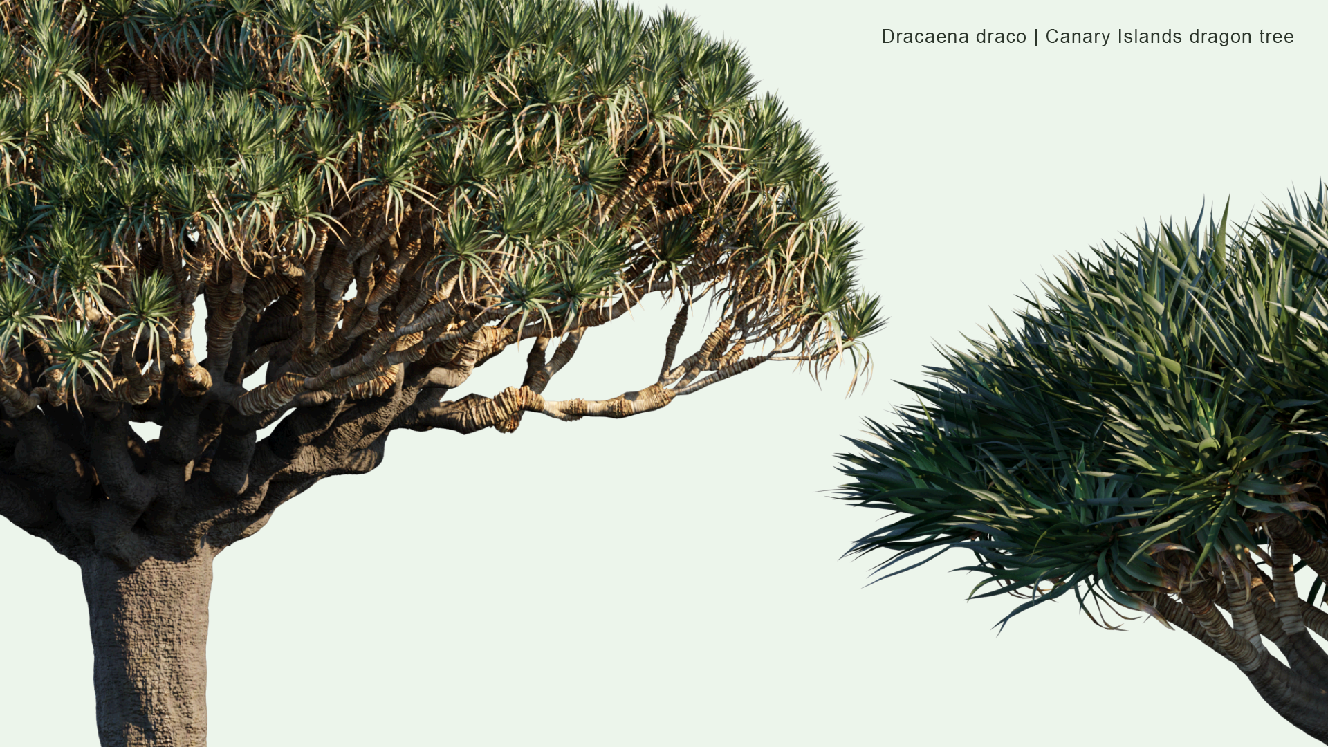2D Dracaena Draco - Canary Islands Dragon Tree