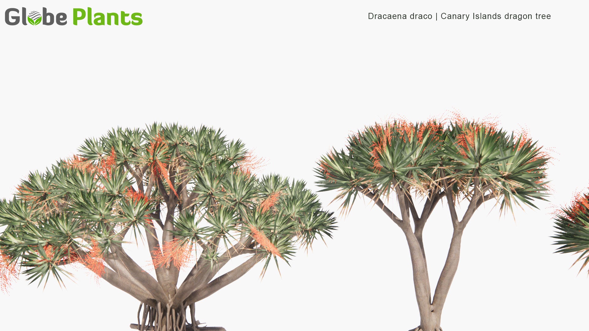 Low Poly Dracaena Draco - Canary Islands Dragon Tree (3D Model)