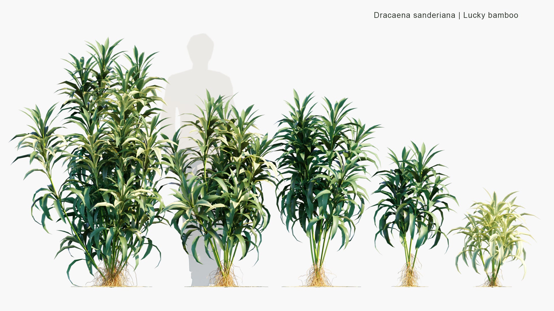 Low Poly Dracaena Sanderiana - Lucky Bamboo (3D Model)