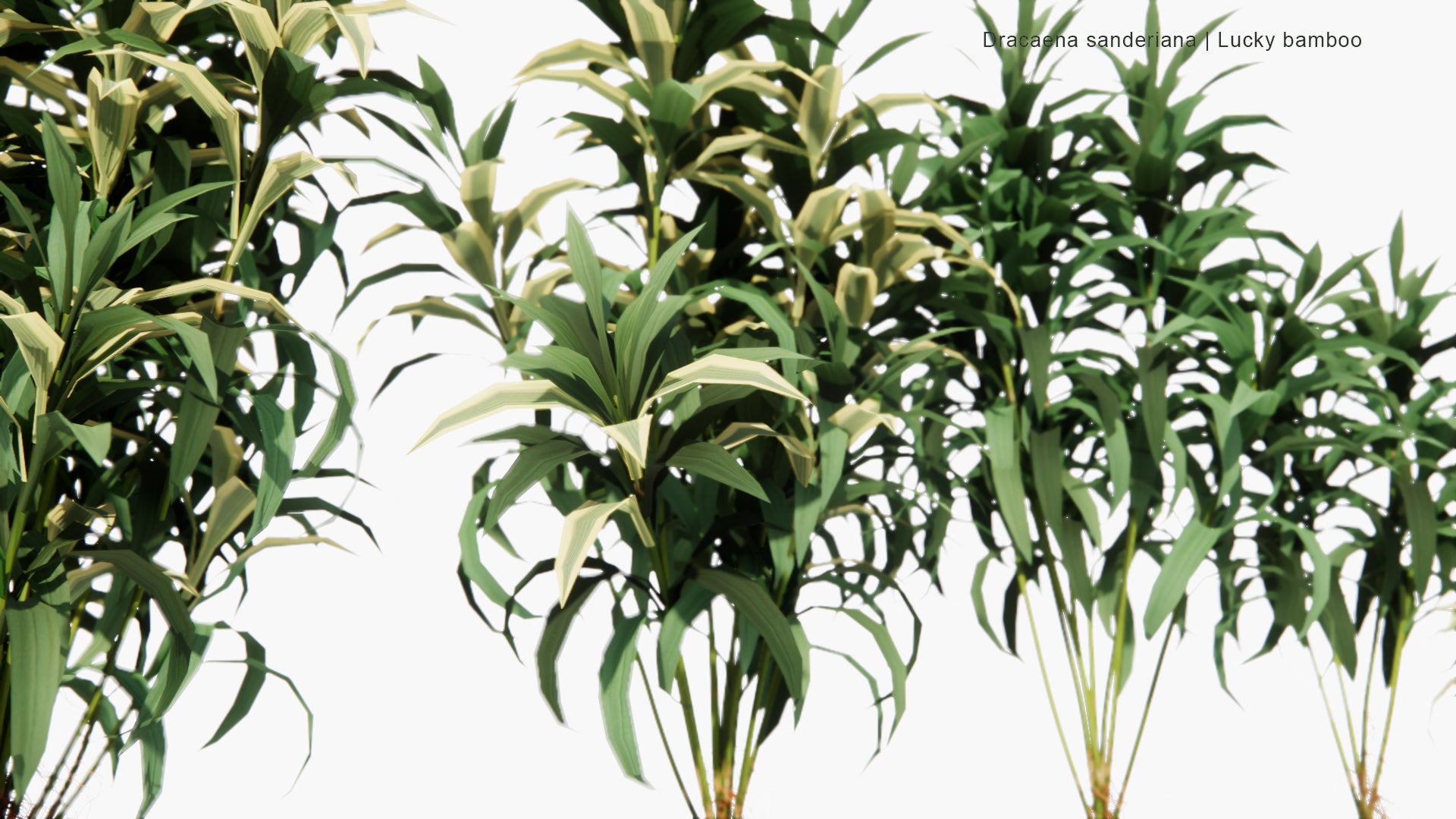 Low Poly Dracaena Sanderiana - Lucky Bamboo (3D Model)