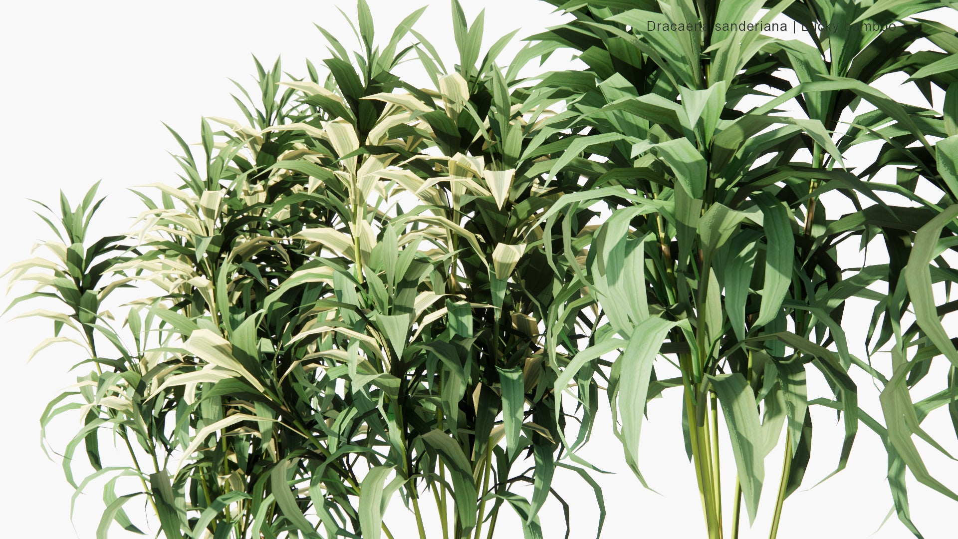 Low Poly Dracaena Sanderiana - Lucky Bamboo (3D Model)