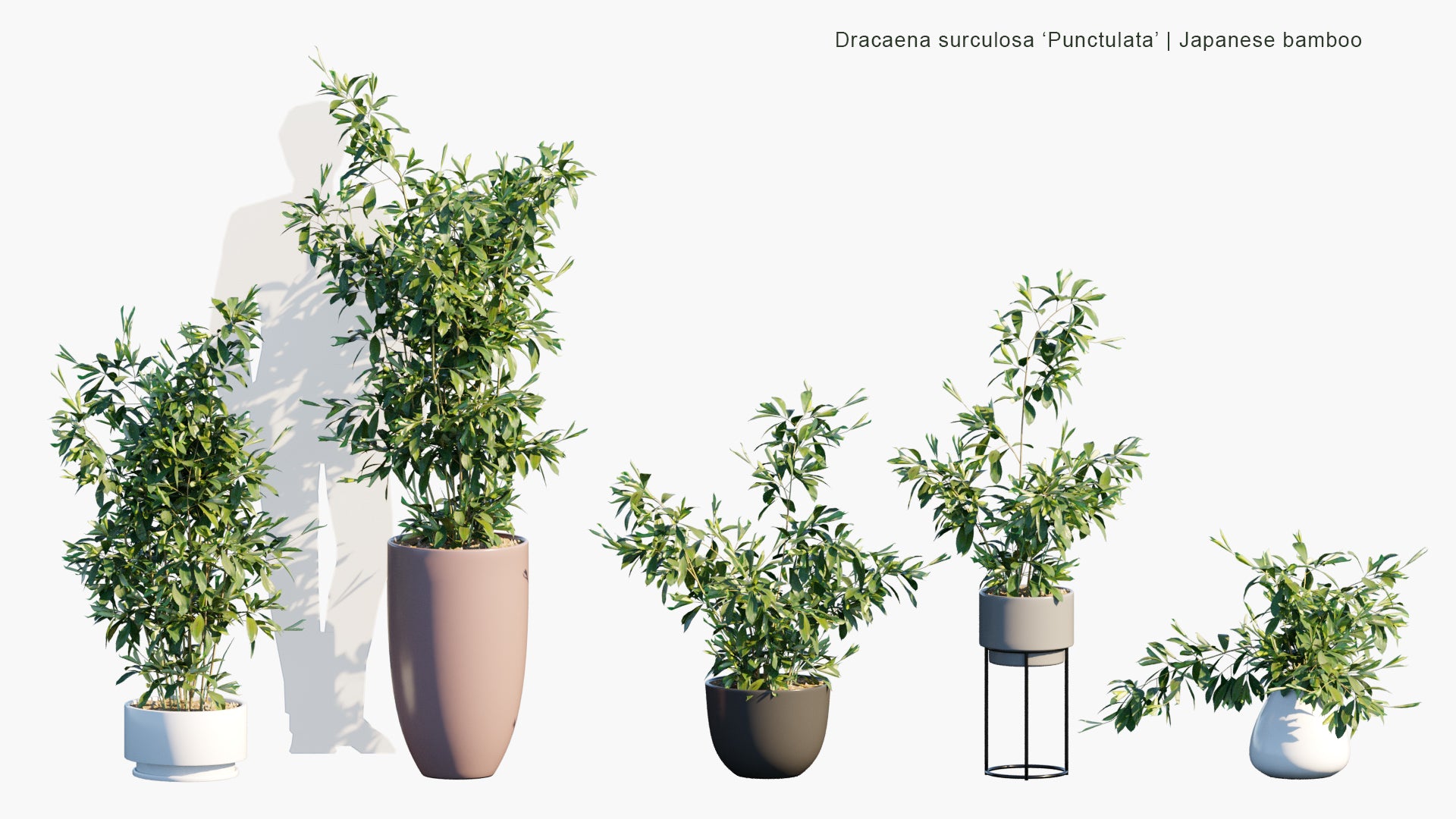 Low Poly Dracaena Surculosa 'Punctulata' - Florida Beauty, Gold Dust, Gold Dust Dracaena, Spotted Dracaena, Japanese Bamboo (3D Model)