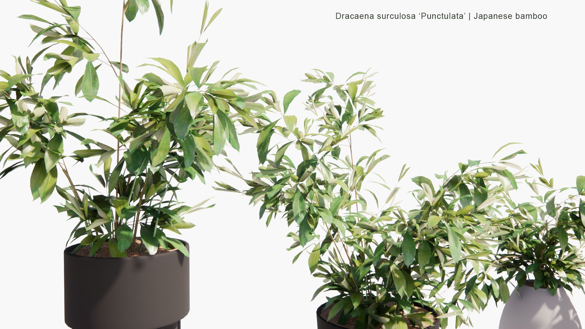 Low Poly Dracaena Surculosa 'Punctulata' - Florida Beauty, Gold Dust, Gold Dust Dracaena, Spotted Dracaena, Japanese Bamboo (3D Model)