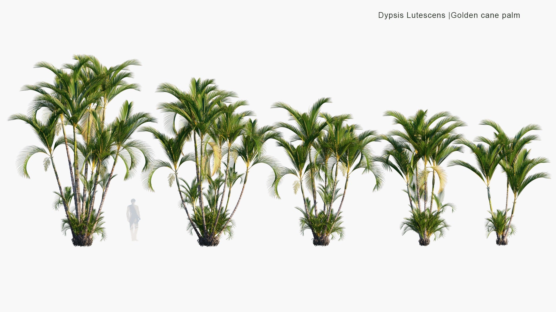 Low Poly Dypsis Lutescens - Golden Cane palm, Yellow Palm, Butterfly Palm (3D Model)