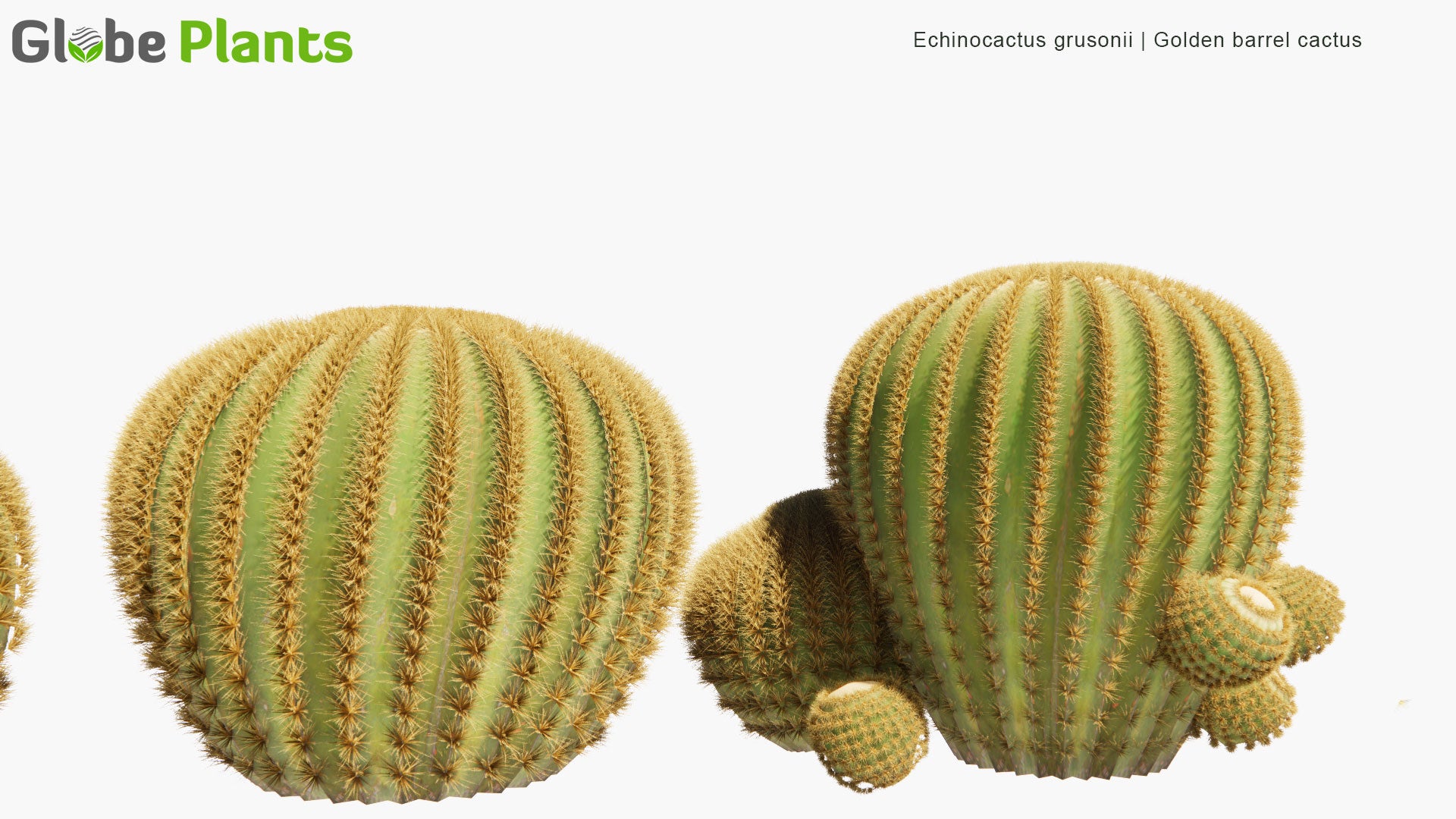 Low Poly Echinocactus Grusonii - Golden Barrel Cactus, Golden Ball, Mother-in-Law's Cushion (3D Model)