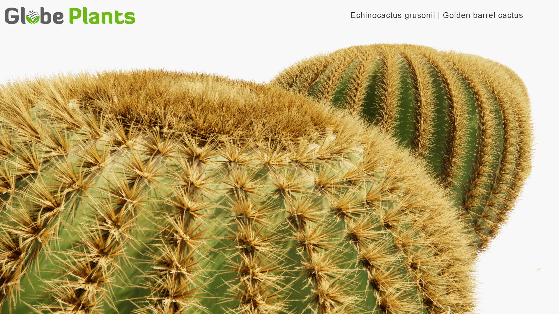 Low Poly Echinocactus Grusonii - Golden Barrel Cactus, Golden Ball, Mother-in-Law's Cushion (3D Model)