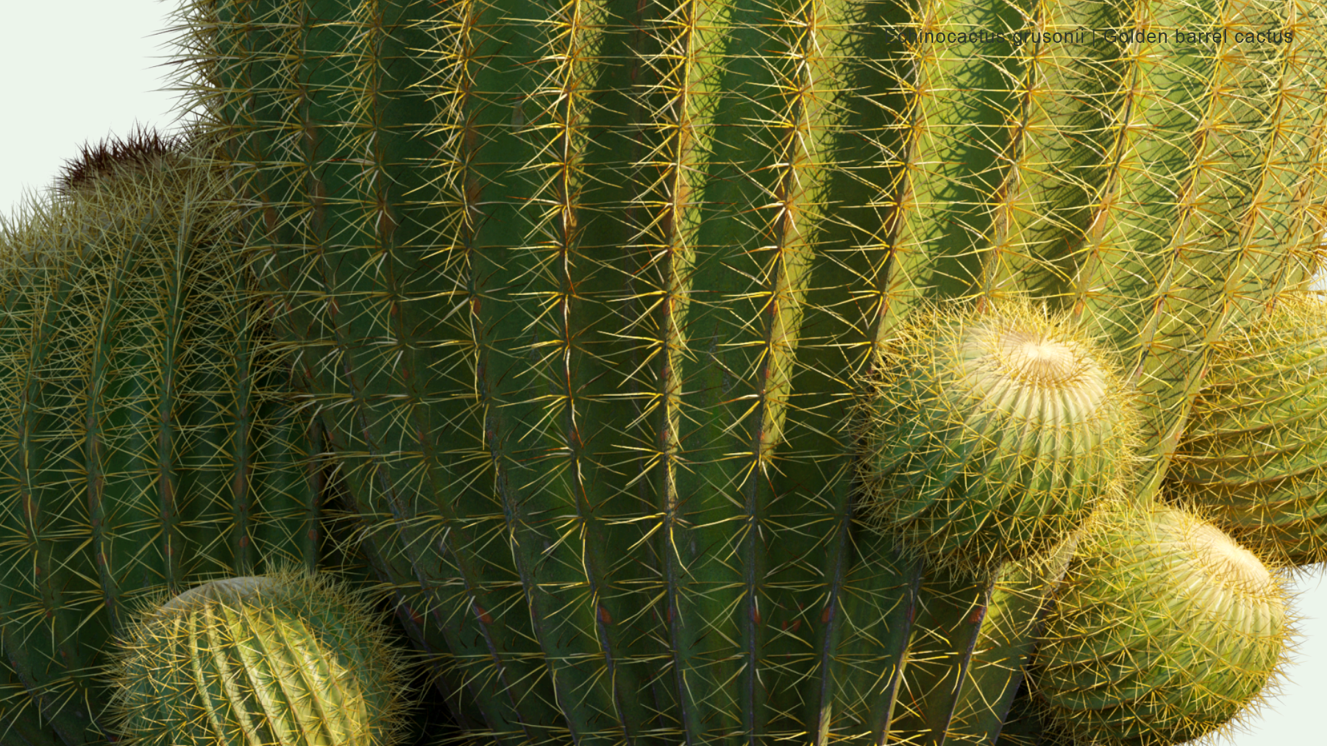 2D Echinocactus Grusonii - Golden Barrel Cactus, Golden Ball, Mother-in-law's Cushion