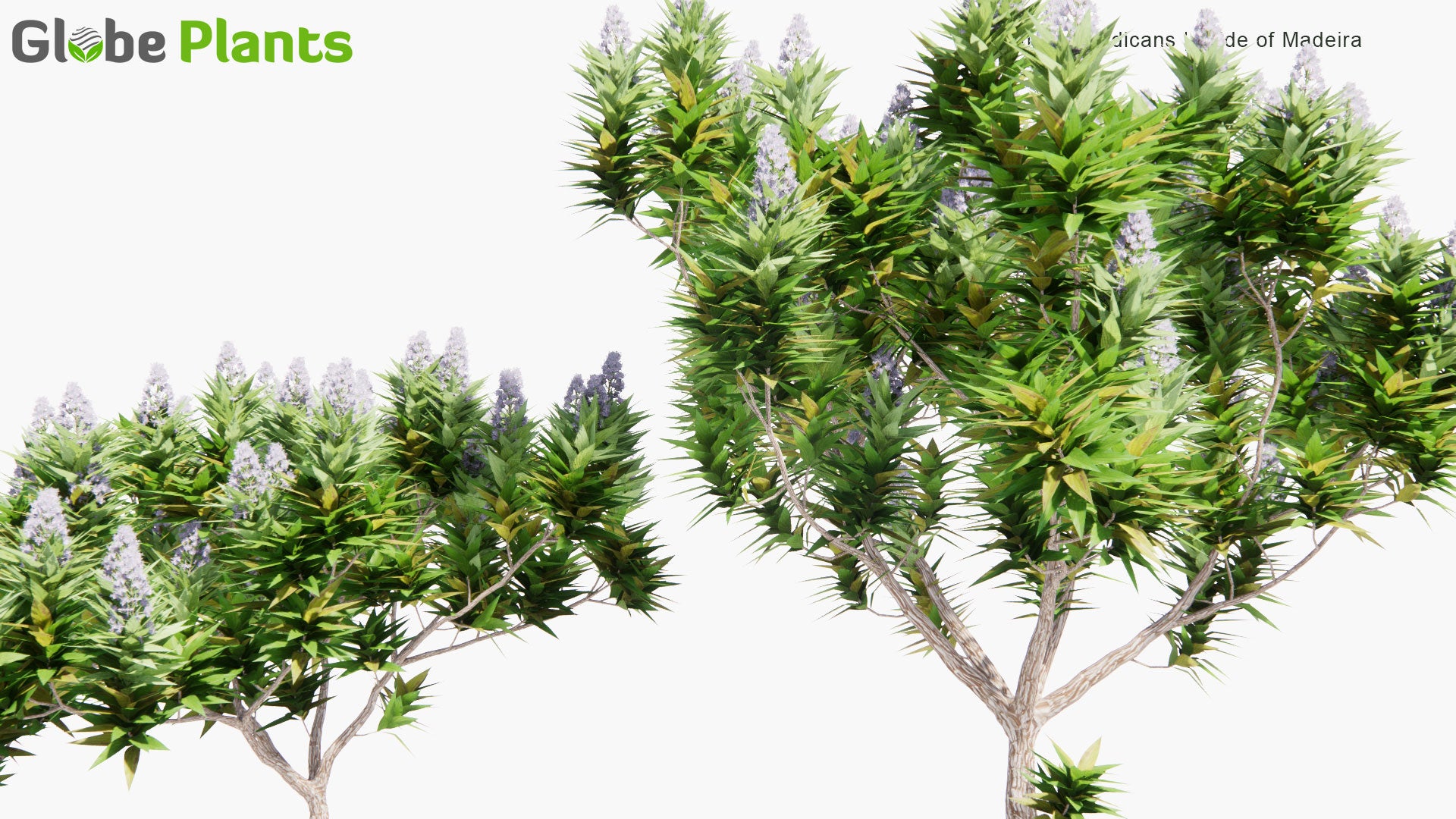 Low Poly Echium Candicans - Pride of Madeira (3D Model)