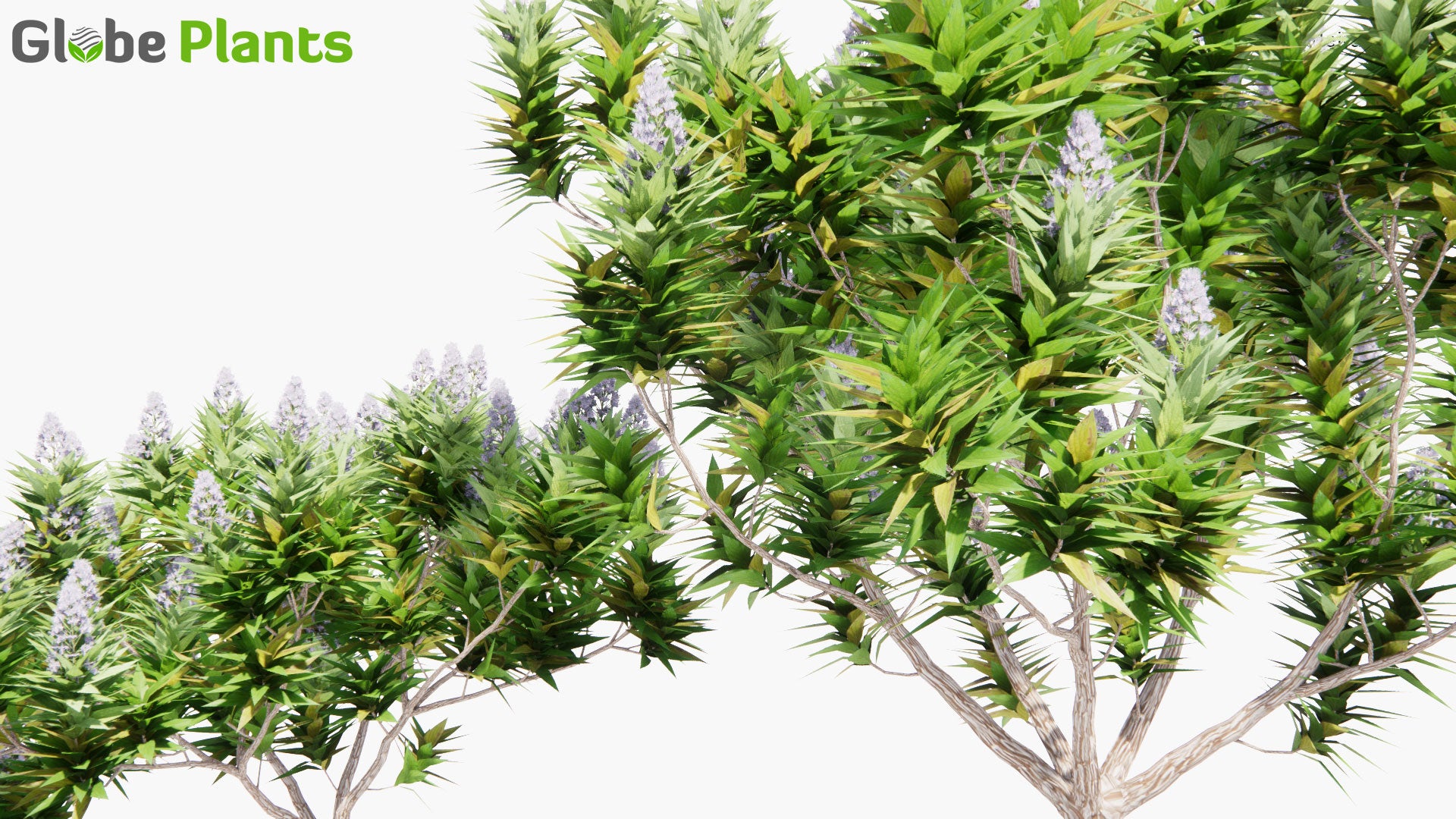 Low Poly Echium Candicans - Pride of Madeira (3D Model)