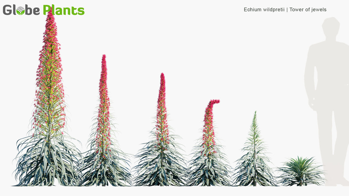 Plant of the Month: Echium Wildpretii - Tower of Jewels - A Dazzling S