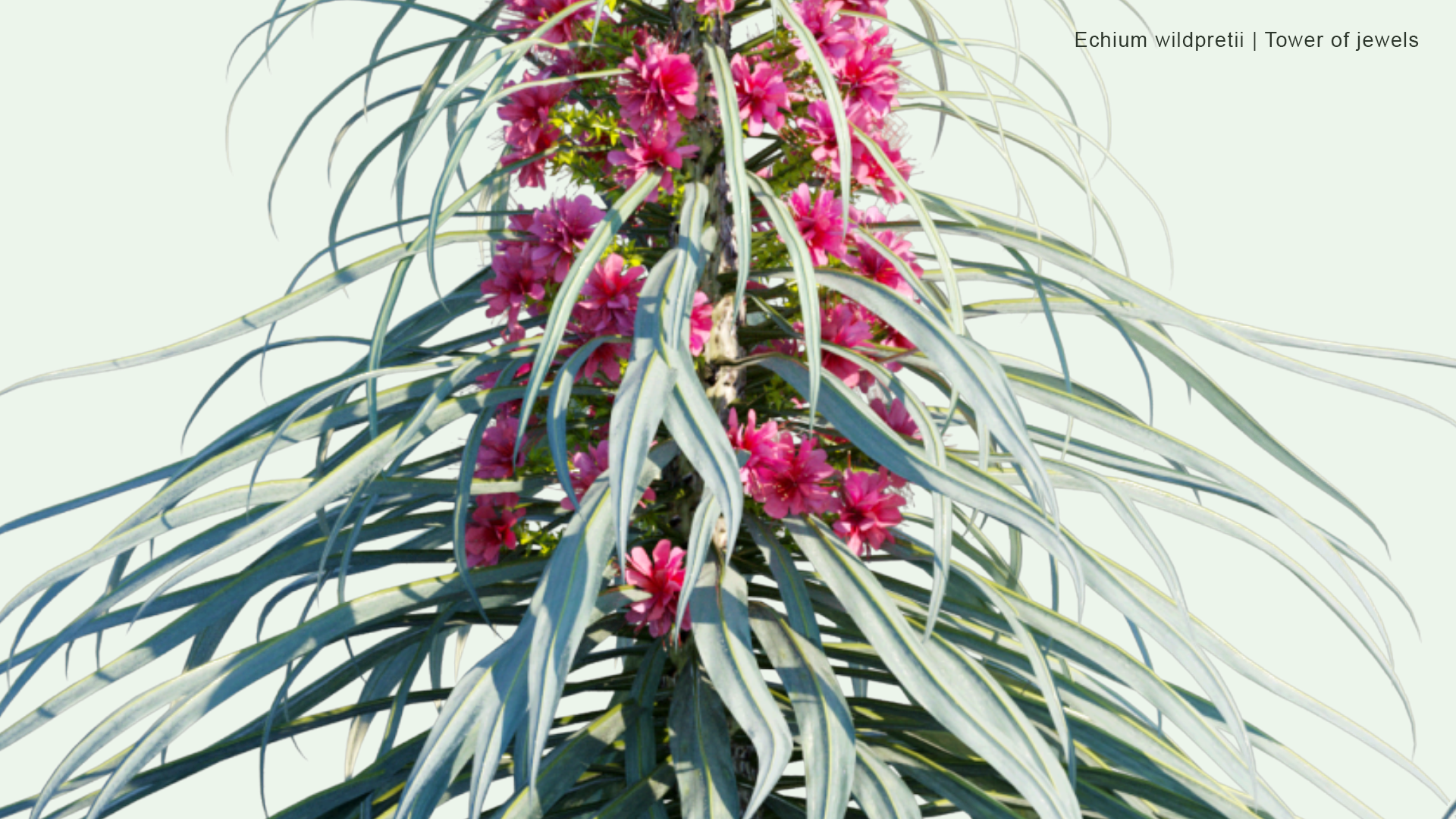2D Echium Wildpretii - Tower of Jewels, Red Bugloss, Tenerife Bugloss