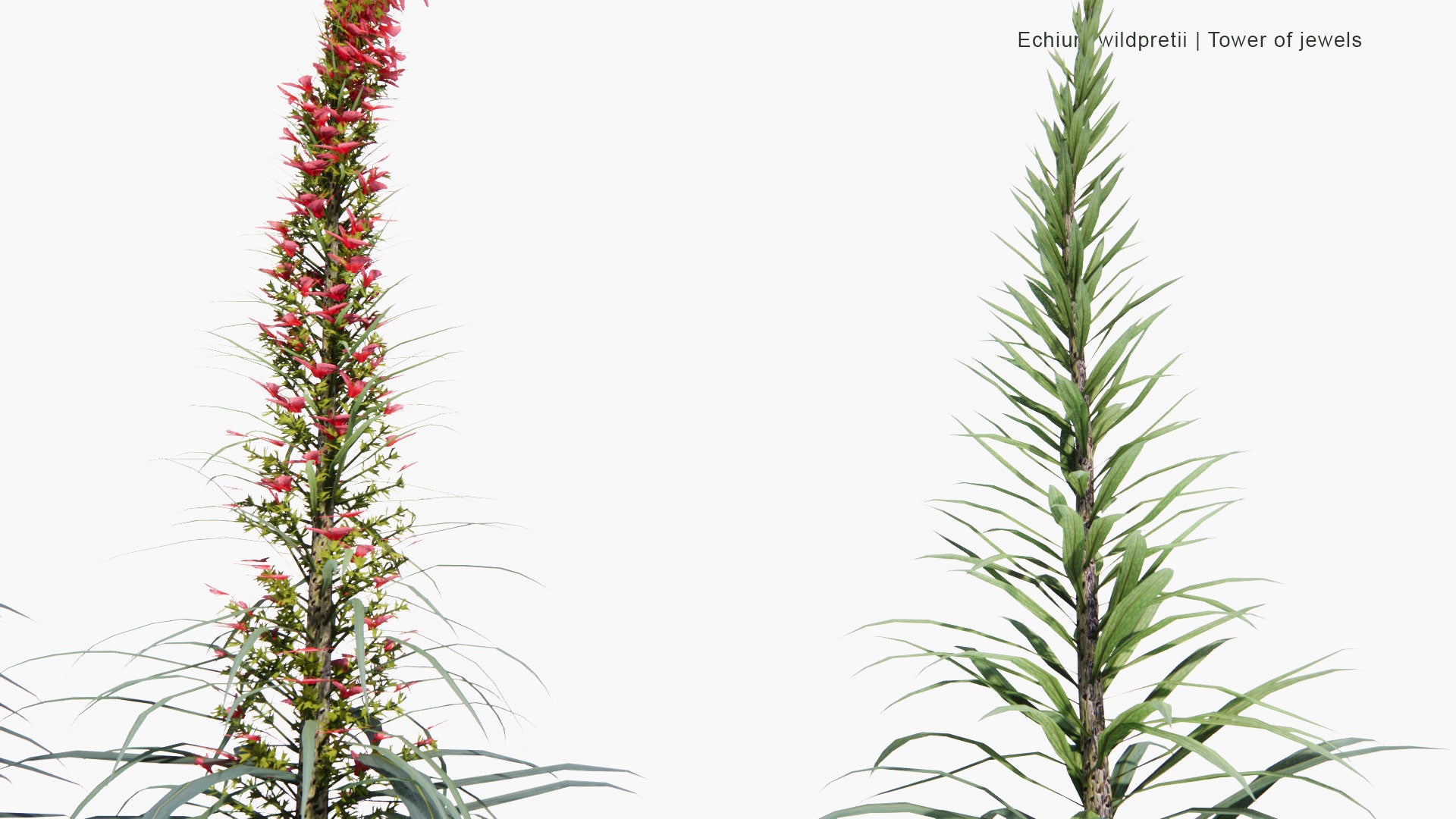 Low Poly Echium Wildpretii - Tower of Jewels, Red Bugloss, Tenerife Bugloss (3D Model)