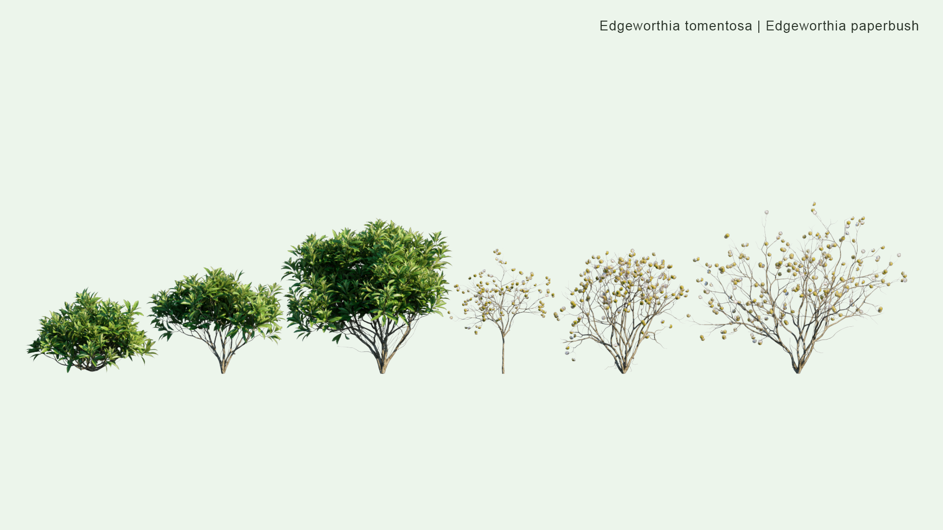 2D Edgeworthia Tomentosa - Edgeworthia Paperbush