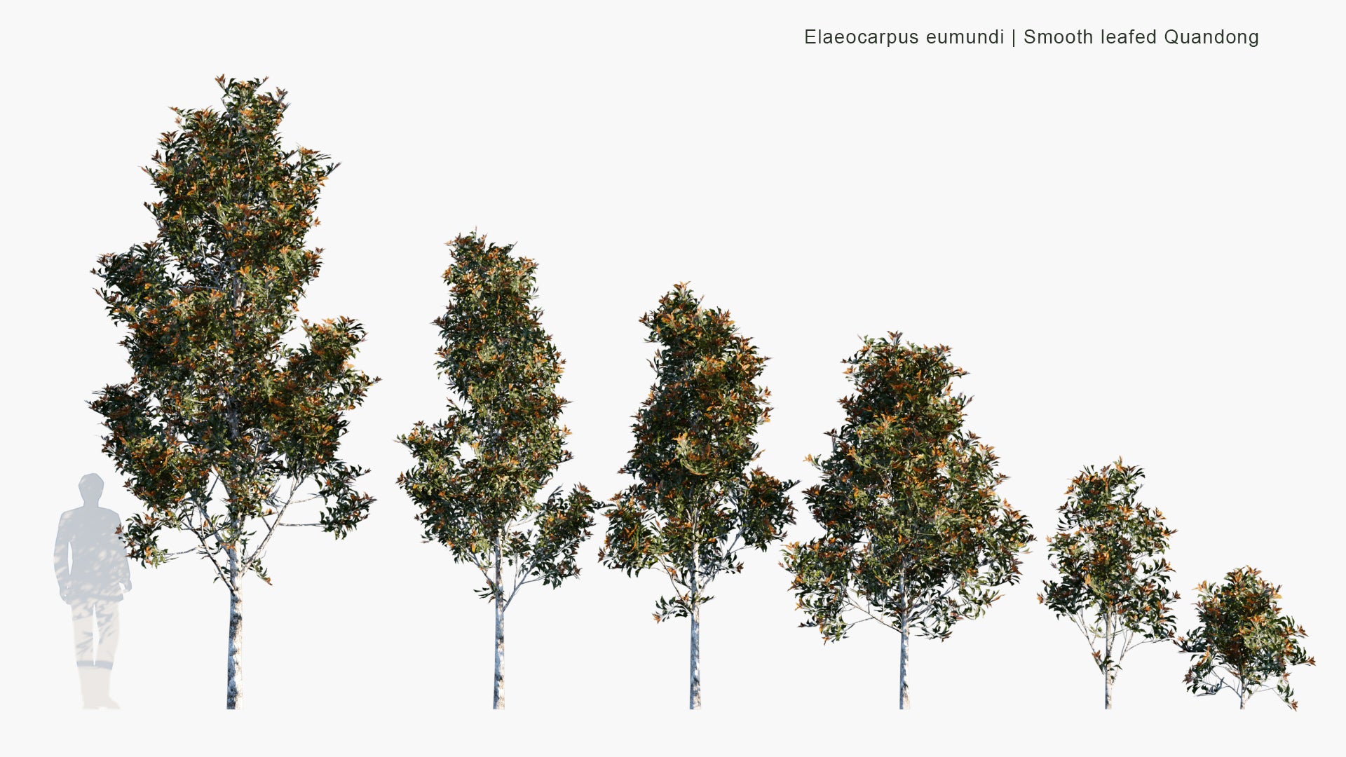 Low Poly Elaeocarpus Eumundi - Eumundi Quandong, Smooth Leafed Quandong (3D Model)
