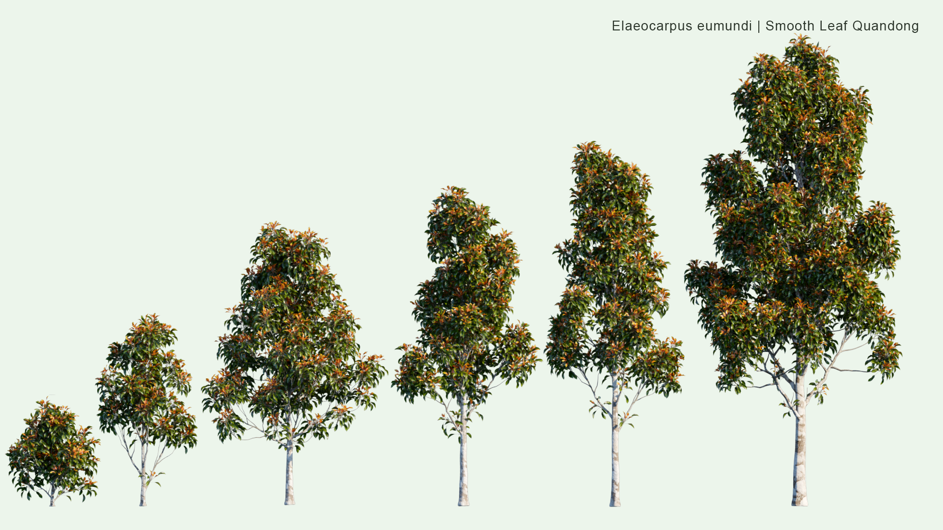 2D Elaeocarpus Eumundi - Eumundi Quandong, Smooth Leafed Quandong