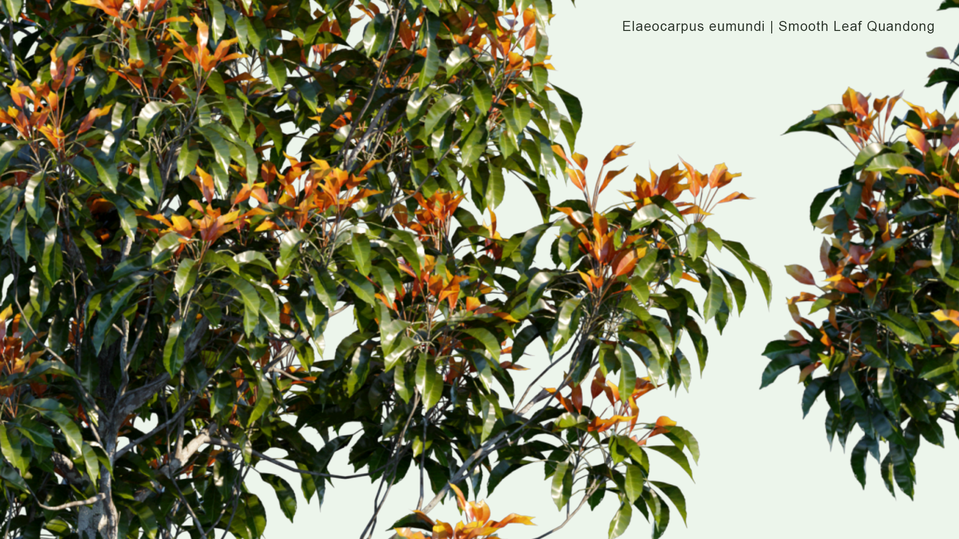 2D Elaeocarpus Eumundi - Eumundi Quandong, Smooth Leafed Quandong