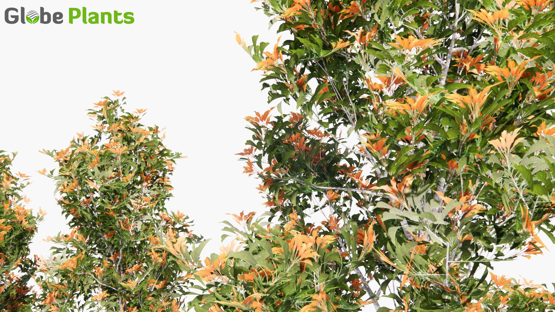 Low Poly Elaeocarpus Eumundi - Eumundi Quandong, Smooth Leafed Quandong (3D Model)