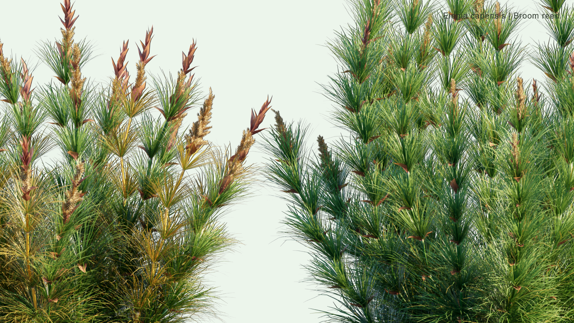 2D Elegia Capensis - Broom Reed, Horsetail Restio