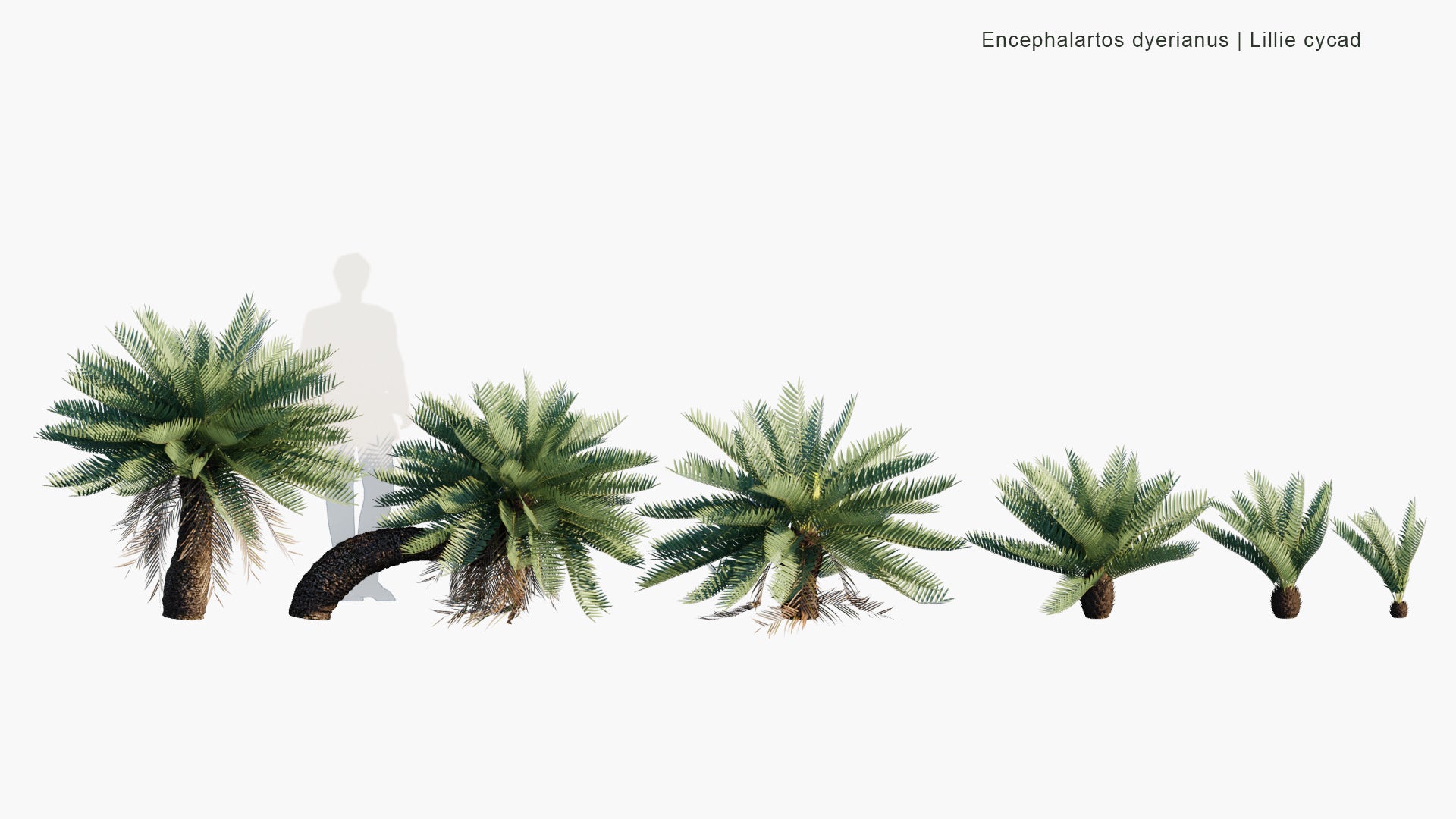 Low Poly Encephalartos Dyerianus - Lillie Cycad (3D Model)
