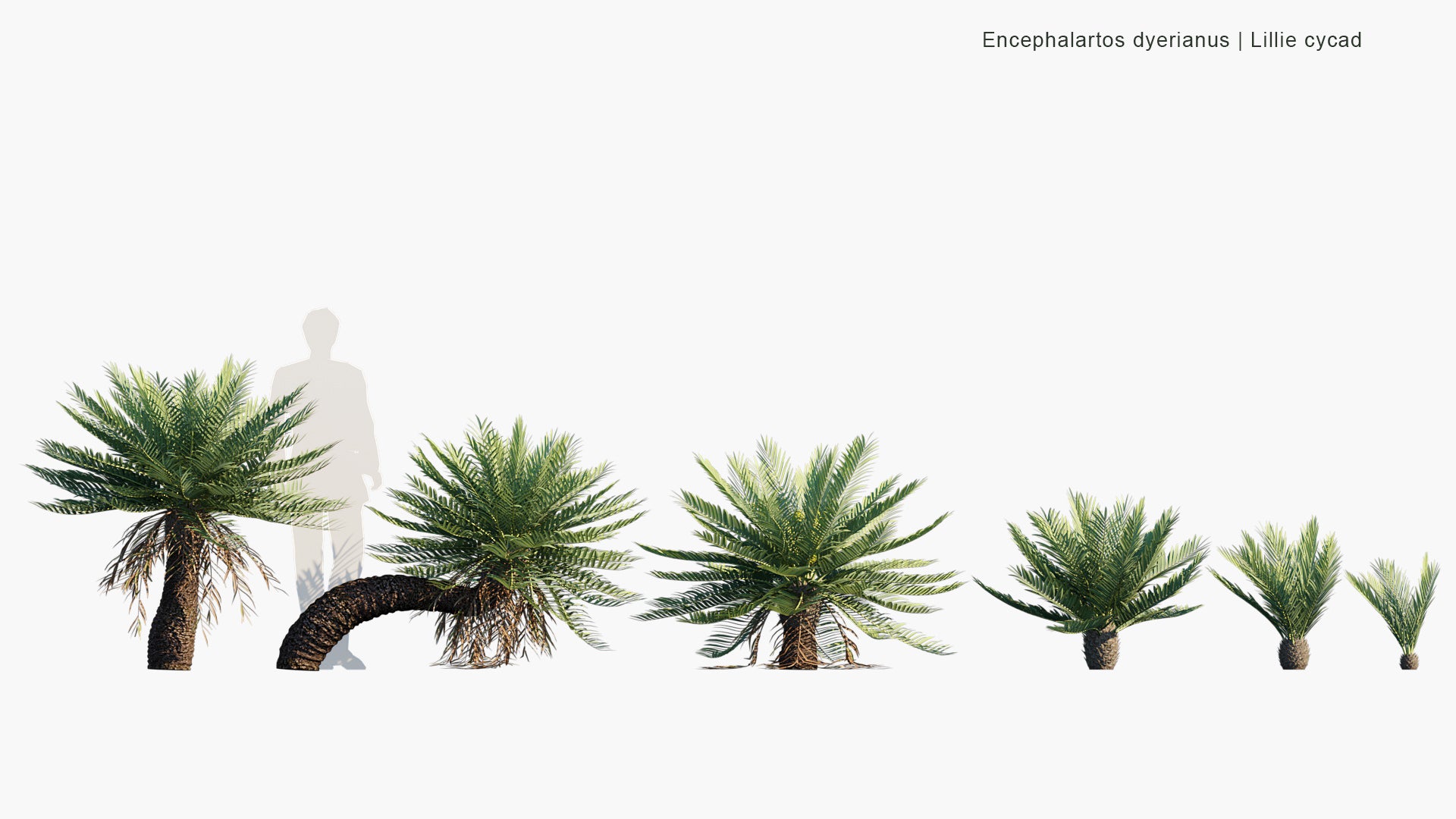 Encephalartos Dyerianus - Lillie Cycad (3D Model)