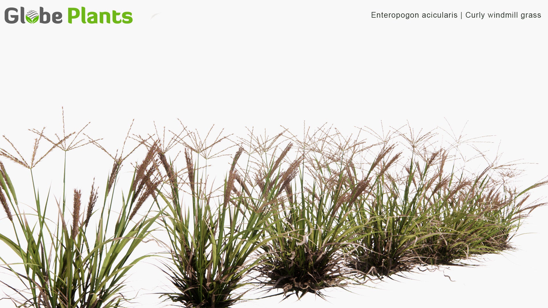 Low Poly Enteropogon Acicularis - Curly Windmill Grass (3D Model)