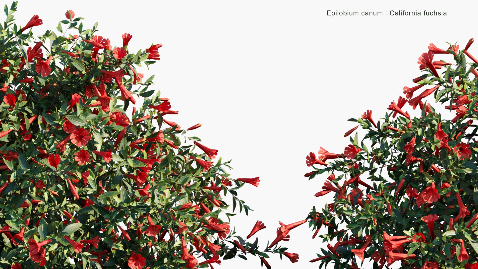 Low Poly Epilobium Canum - California Fuchsia, Zauschneria (3D Model)