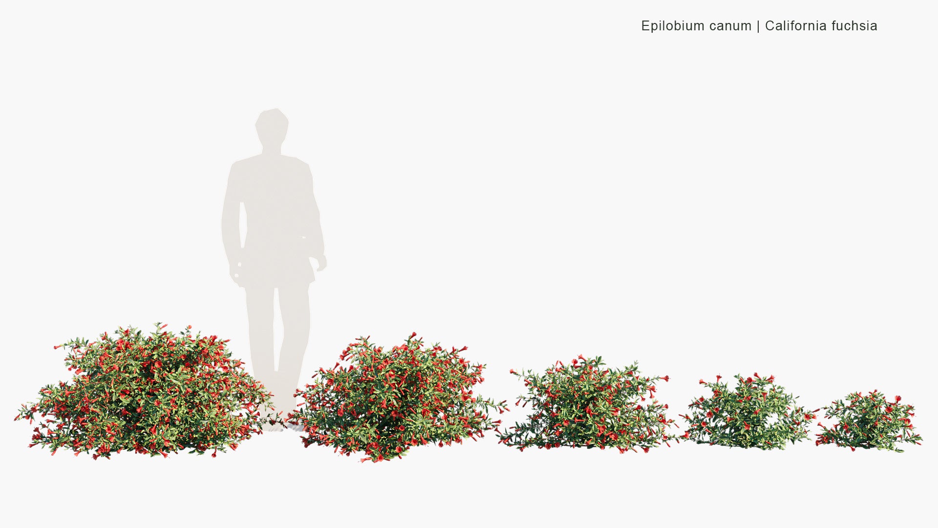 Epilobium Canum - California Fuchsia, Zauschneria (3D Model)