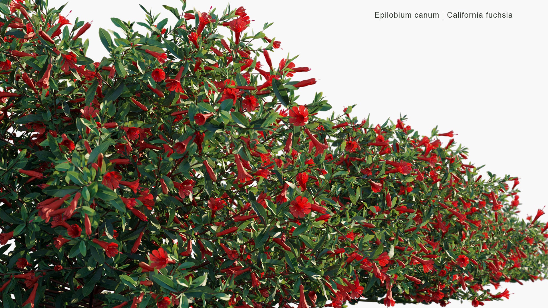 Epilobium Canum - California Fuchsia, Zauschneria (3D Model)