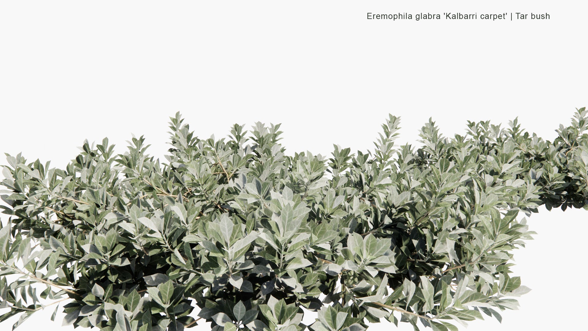 Low Poly Eremophila Glabra 'Kalbarri Carpet' - Tar Bush (3D Model)
