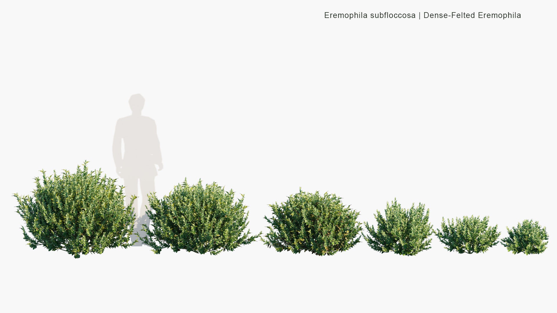 Low Poly Eremophila Subfloccosa - Dense-felted Eremophila (3D Model)