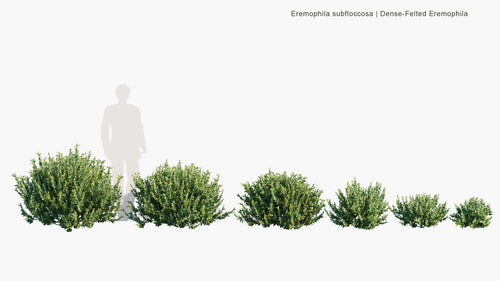 Eremophila Subfloccosa 