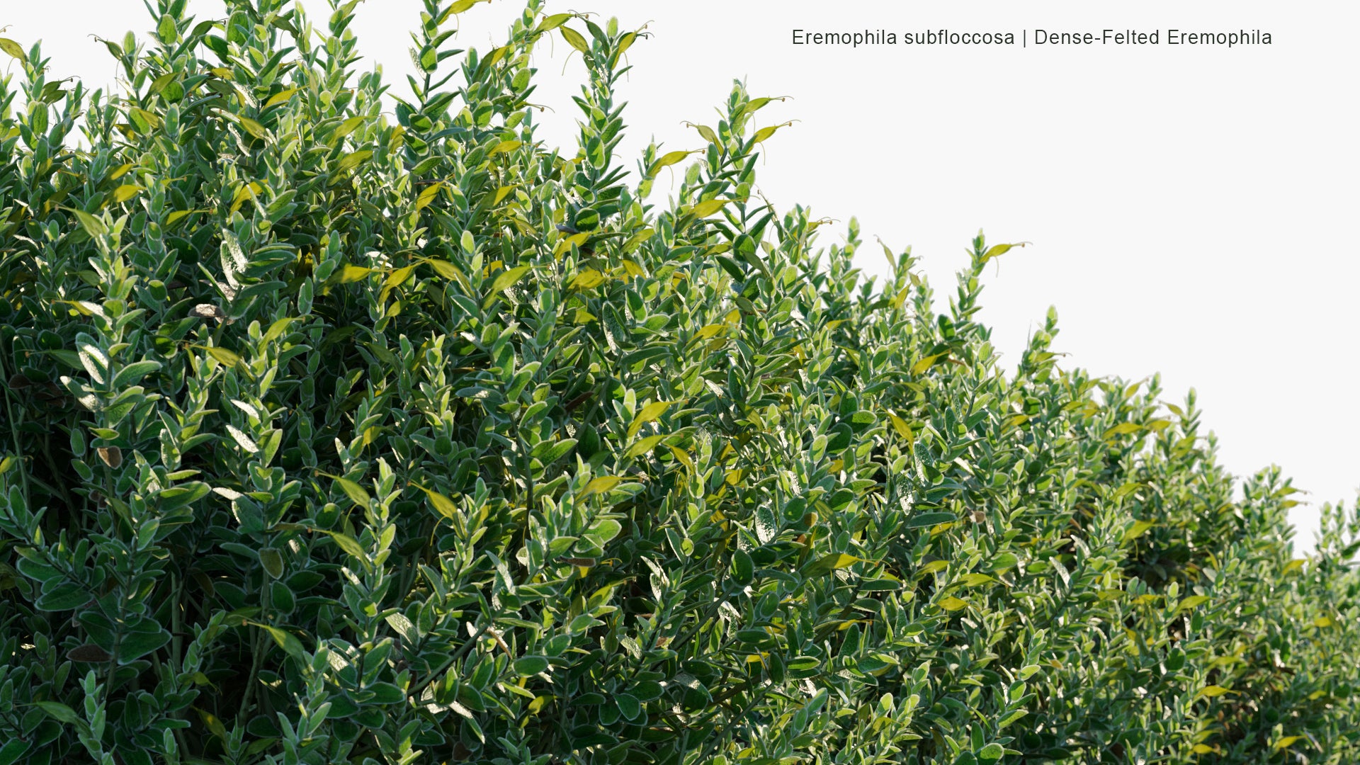 Low Poly Eremophila Subfloccosa - Dense-felted Eremophila (3D Model)