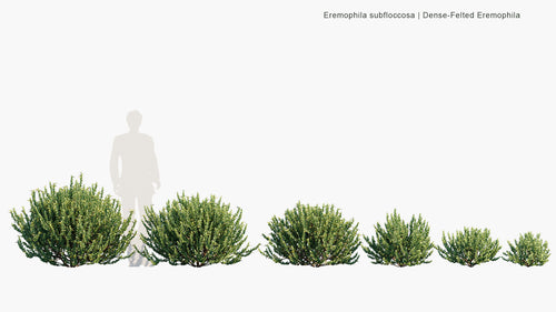 Eremophila Subfloccosa