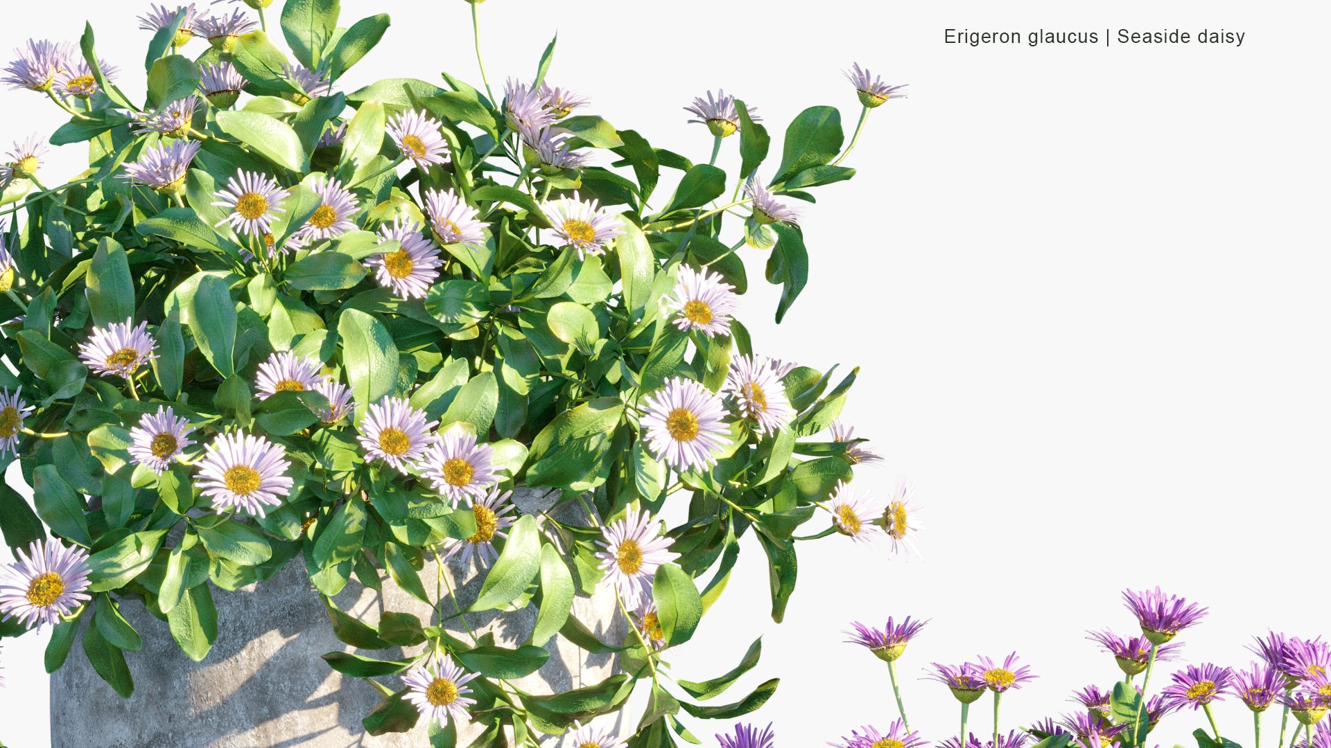 Erigeron Glaucus - Seaside Daisy (3D Model)