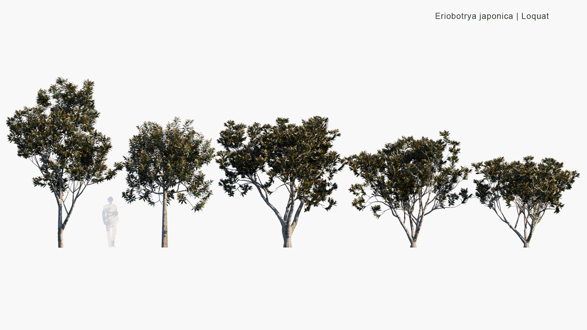 Low Poly Eriobotrya Japonica - Loquat (3D Model)