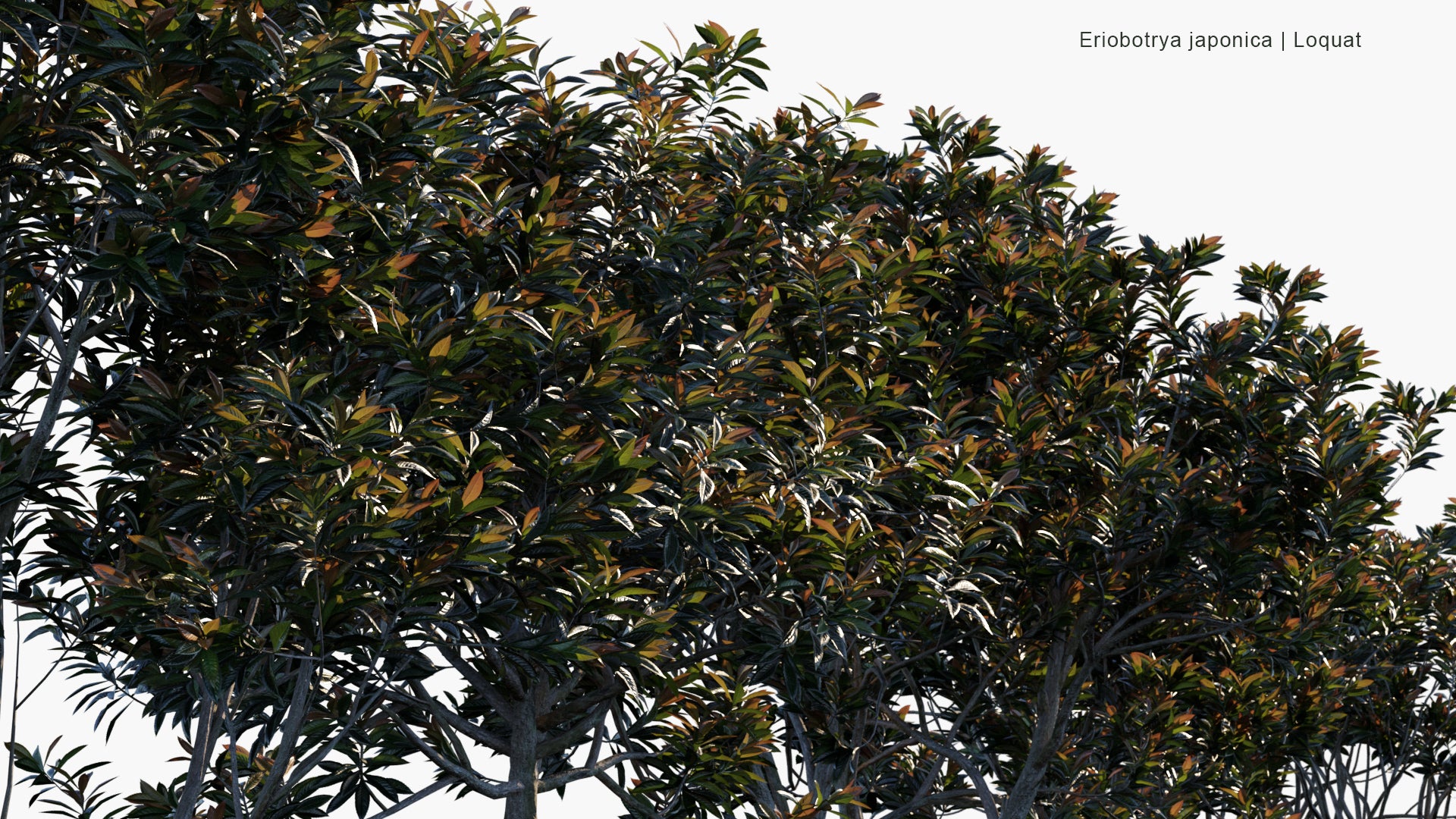 Low Poly Eriobotrya Japonica - Loquat (3D Model)