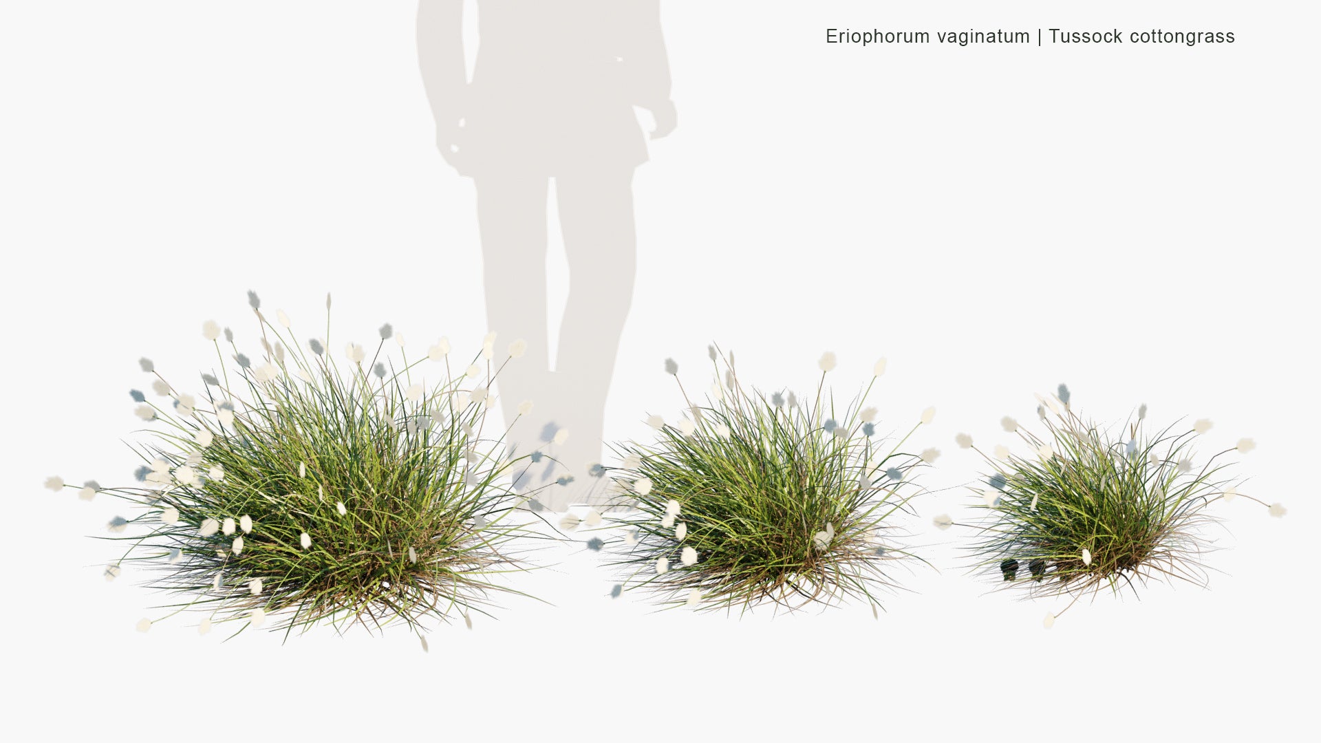 Low Poly Eriophorum Vaginatum - Hare's-tail Cottongrass, Tussock Cottongrass, Sheathed Cottonsedge (3D Model)