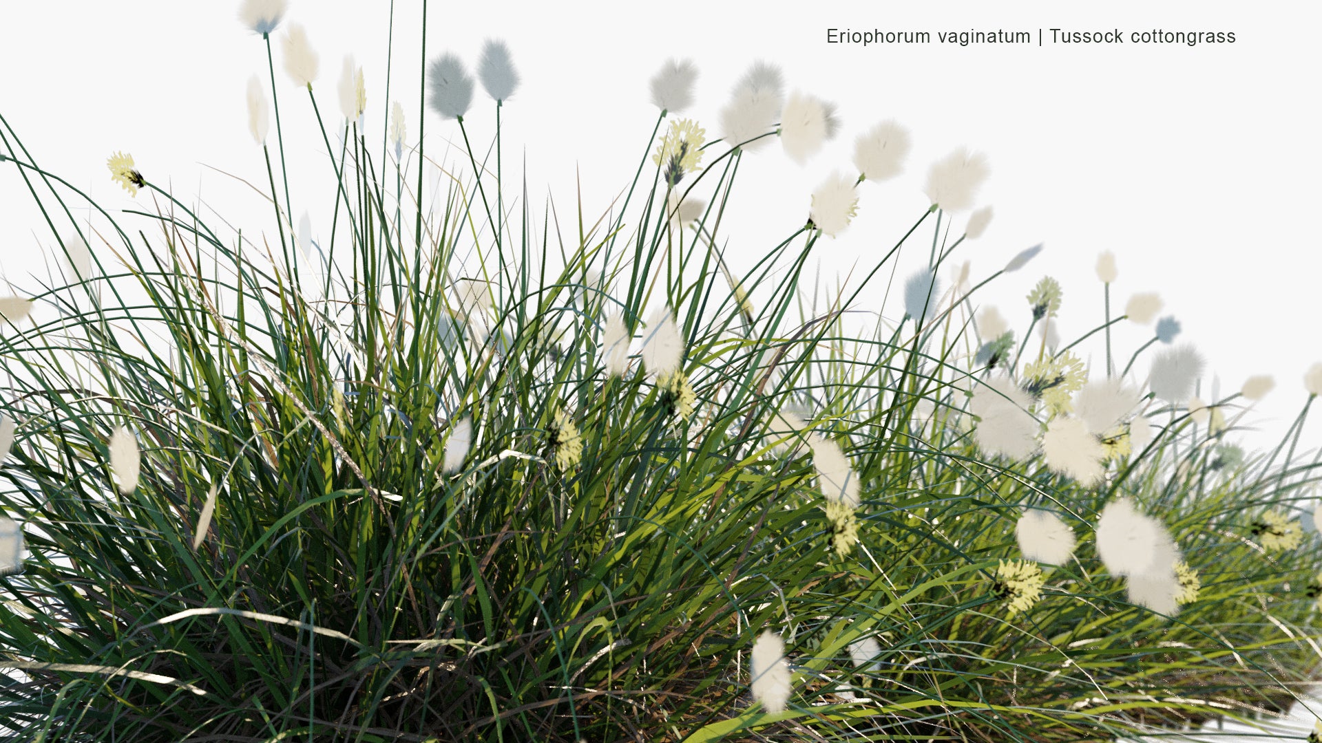 Low Poly Eriophorum Vaginatum - Hare's-tail Cottongrass, Tussock Cottongrass, Sheathed Cottonsedge (3D Model)