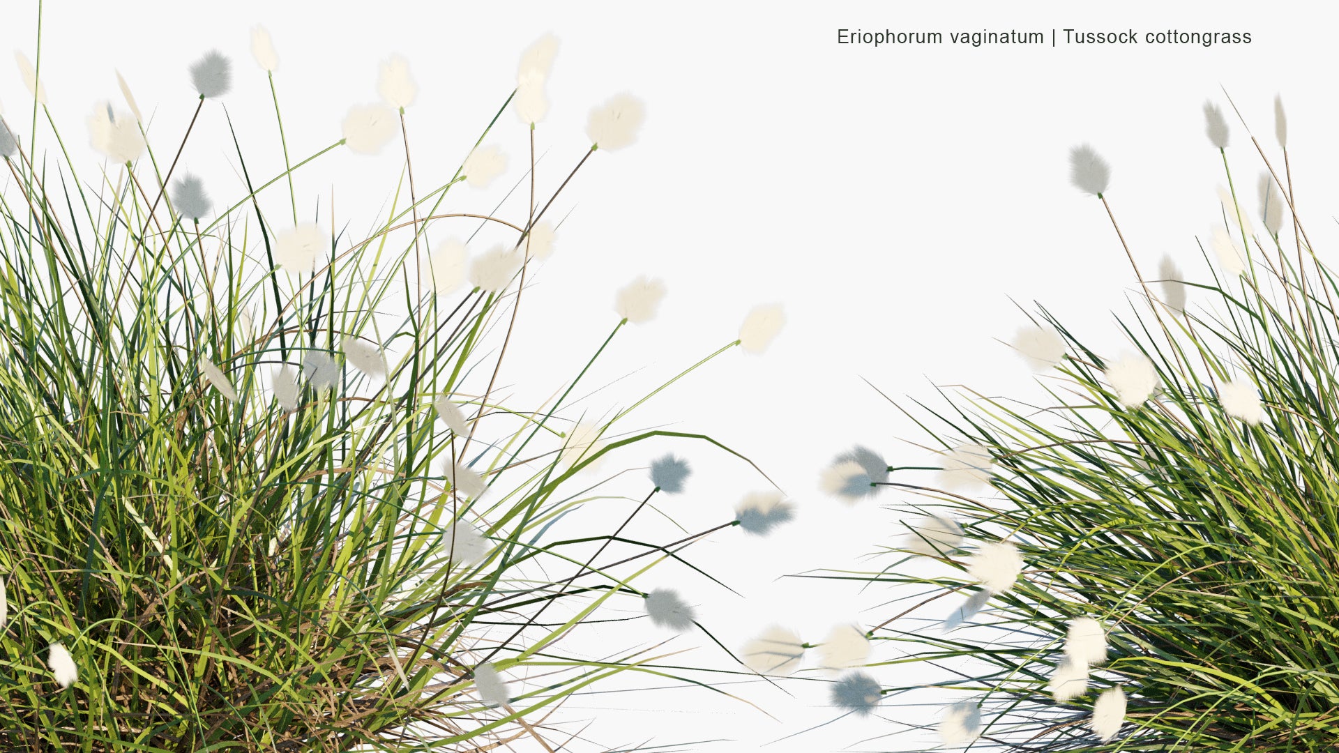 Low Poly Eriophorum Vaginatum - Hare's-tail Cottongrass, Tussock Cottongrass, Sheathed Cottonsedge (3D Model)