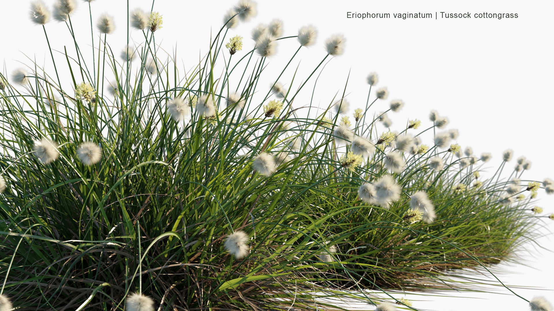 Eriophorum Vaginatum - Hare's-tail Cottongrass,Tussock Cottongrass, Sheathed Cottonsedge (3D Model)