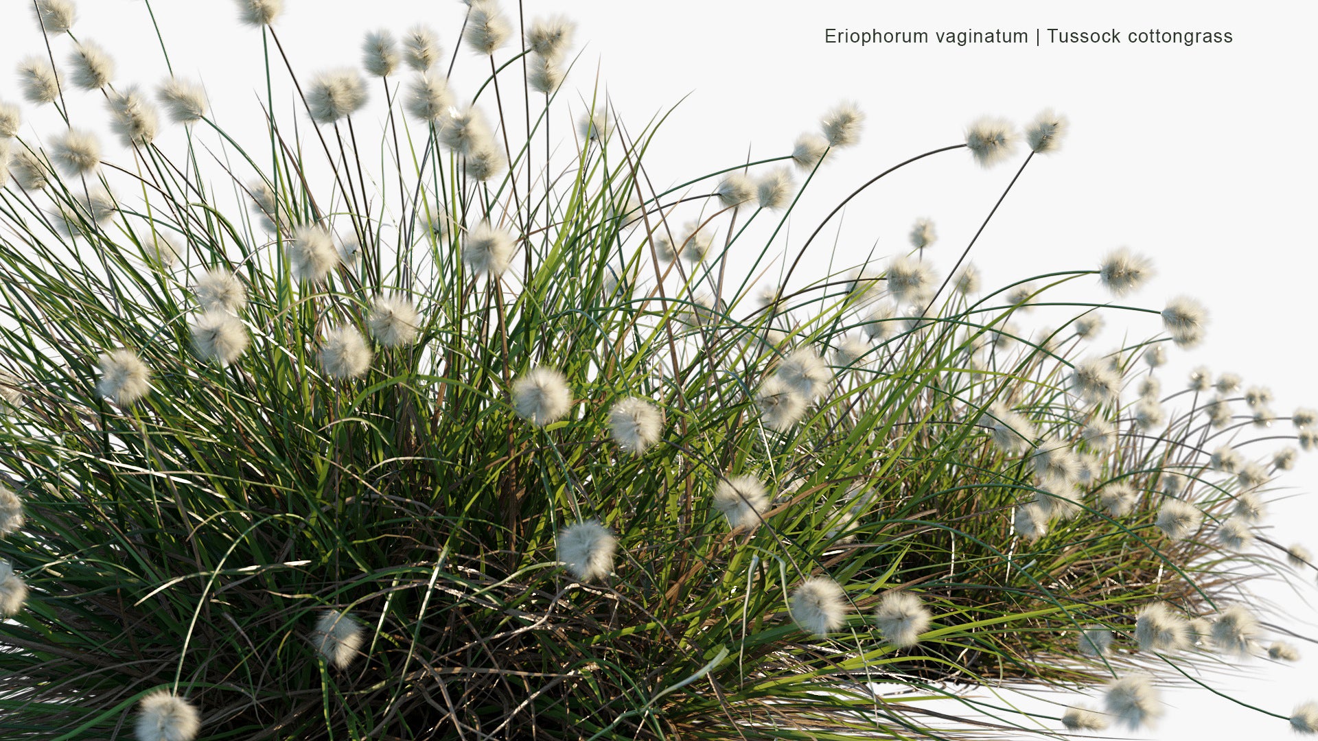 Eriophorum Vaginatum - Hare's-tail Cottongrass,Tussock Cottongrass, Sheathed Cottonsedge (3D Model)