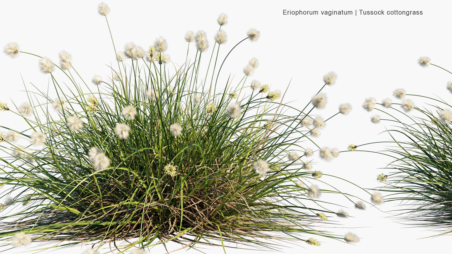 Eriophorum Vaginatum - Hare's-tail Cottongrass,Tussock Cottongrass, Sheathed Cottonsedge (3D Model)