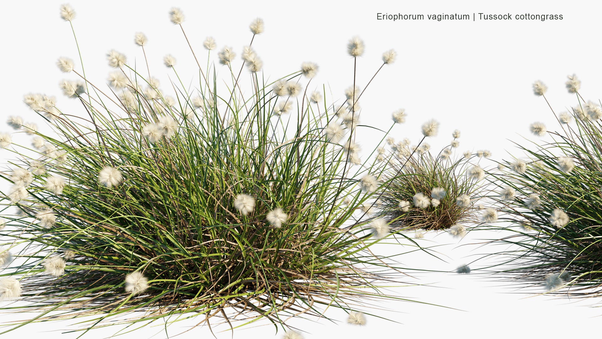 Eriophorum Vaginatum - Hare's-tail Cottongrass,Tussock Cottongrass, Sheathed Cottonsedge (3D Model)