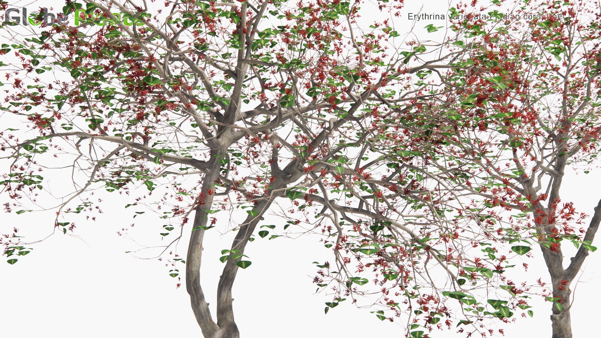 Low Poly Erythrina Variegata - Indian Coral Tree, Tiger's Claw (3D Model)