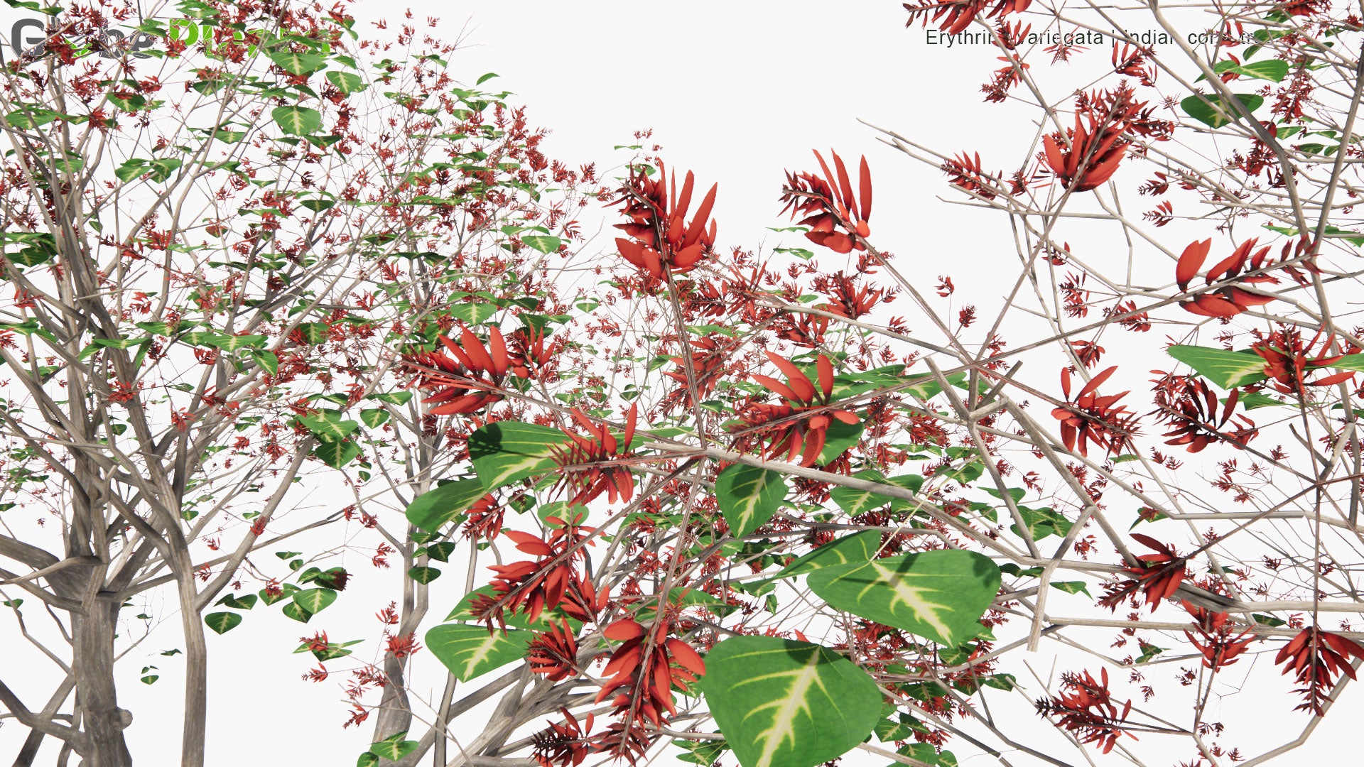 Low Poly Erythrina Variegata - Indian Coral Tree, Tiger's Claw (3D Model)