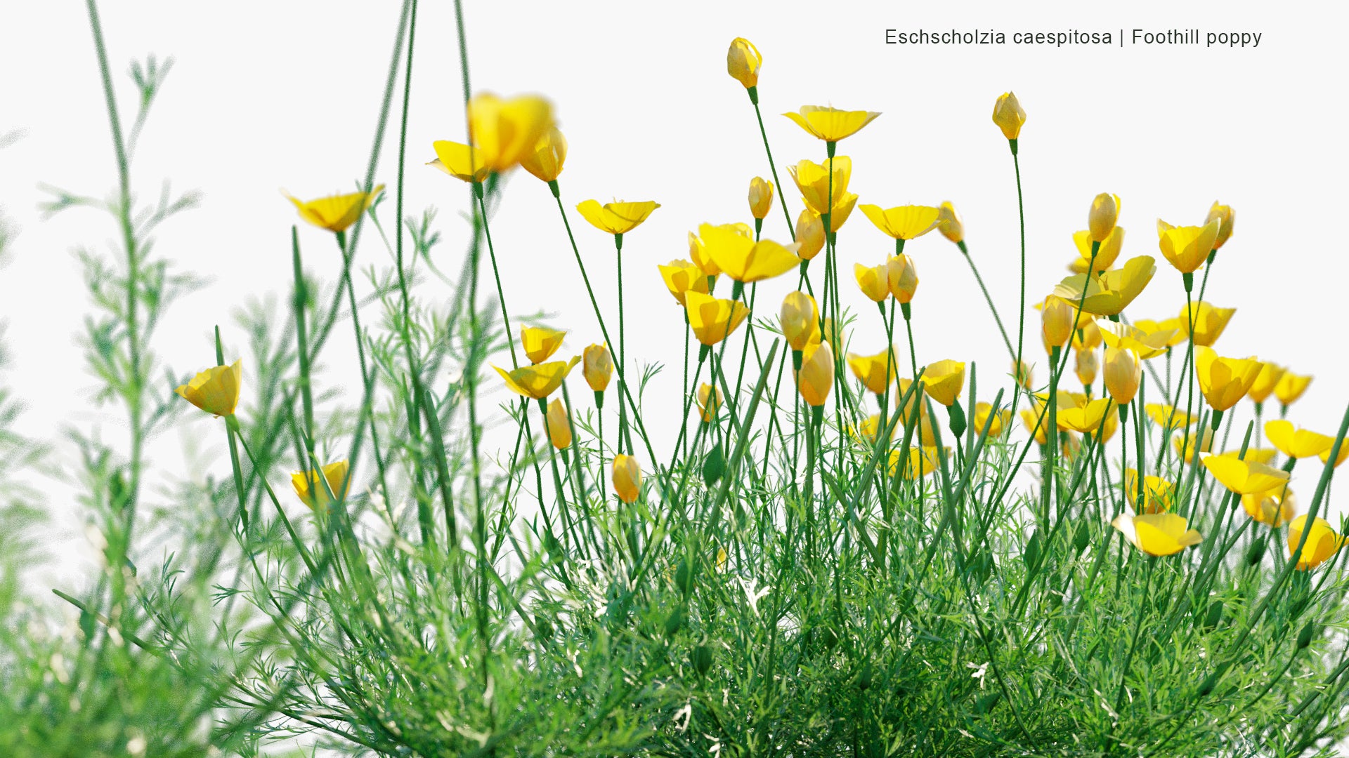Eschscholzia Caespitosa - Foothill Poppy, Tufted Poppy, Collarless California Poppy (3D Model)