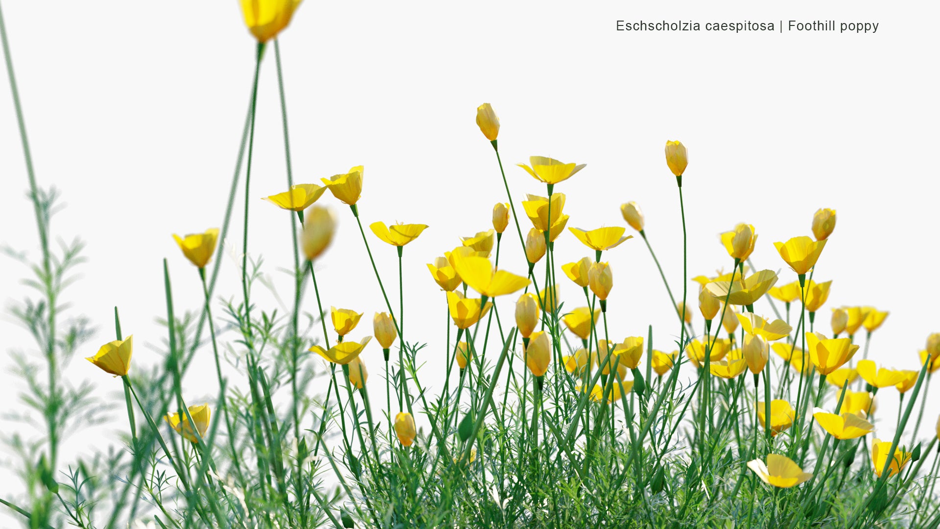 Low Poly Eschscholzia Caespitosa - Foothill Poppy, Tufted Poppy, Collarless California Poppy (3D Model)